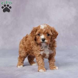 June, Cavapoo Puppy